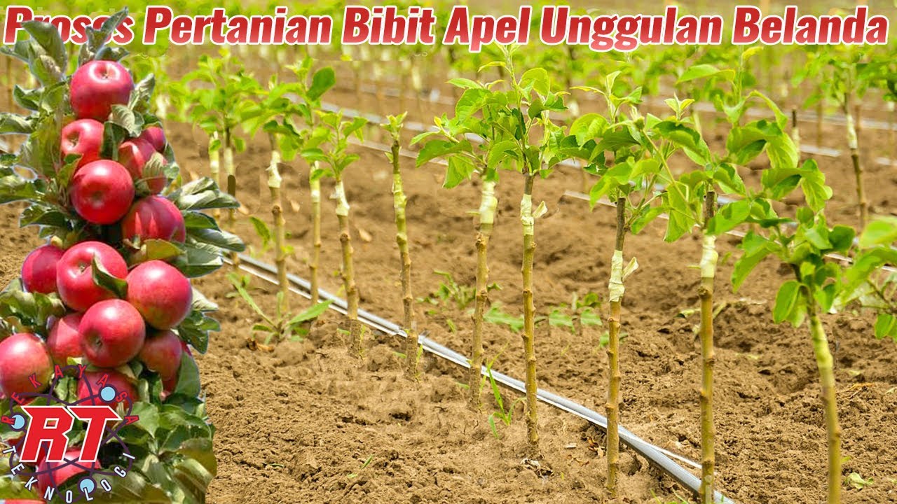 Proses pertanian pembibitan pohon Apel modern di Belanda