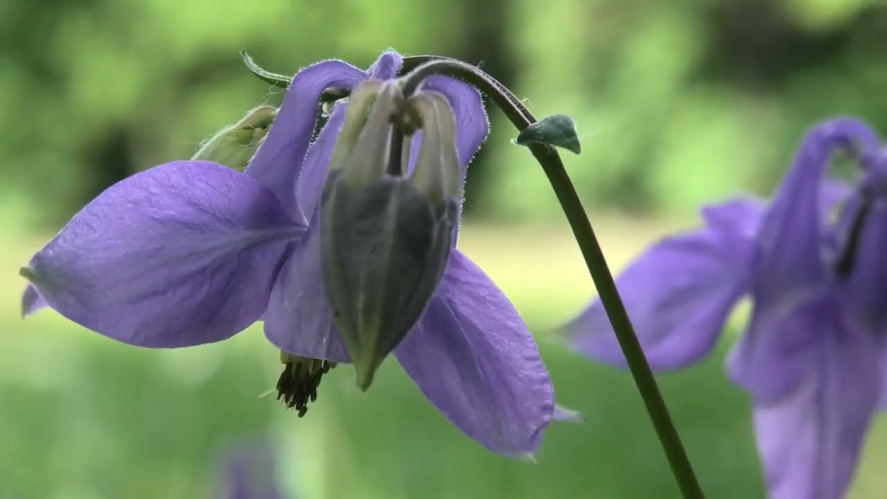 Bílé Karpaty-Kytičková výprava 24.-25.5.2025