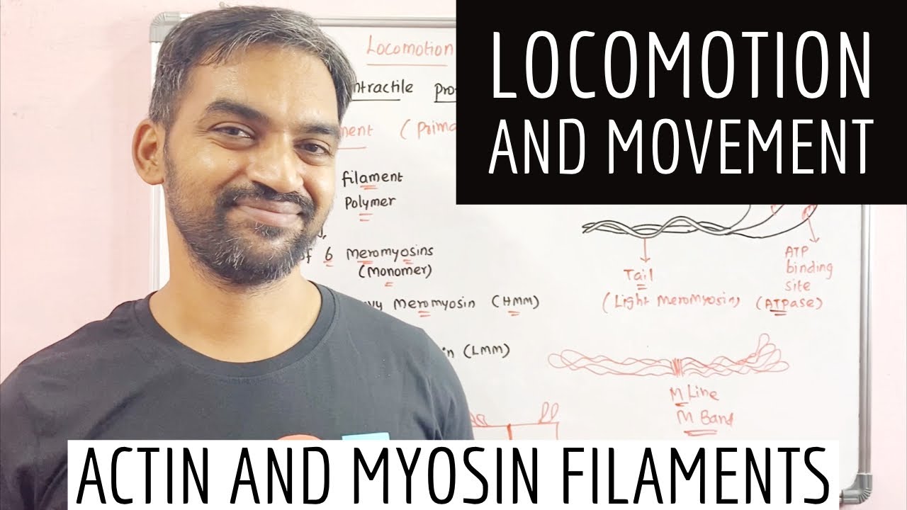 Locomotion and movement | Structure of contractile proteins | Actin and Myosin filaments