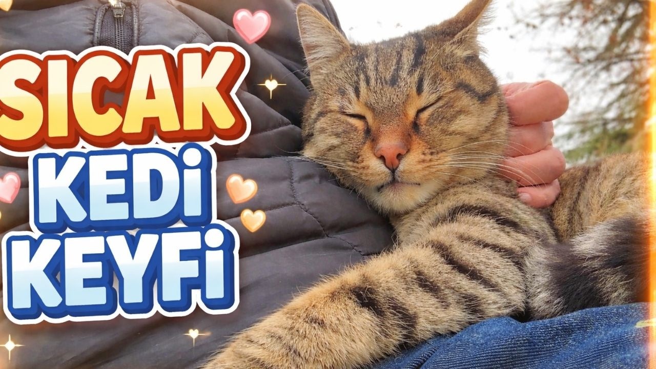 ОТ МАЧКА ДО НИШАНТАШЫ | STREET CATS IN THE PARKS 🐾