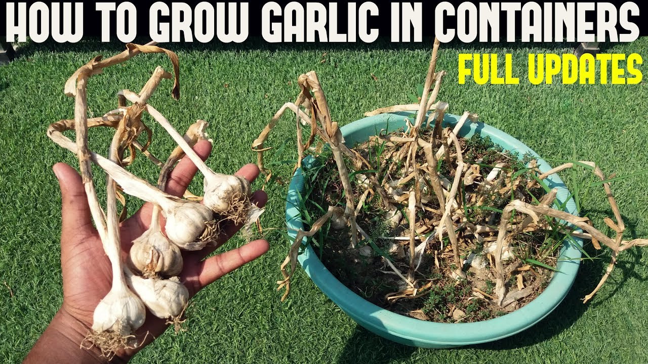 How To Grow Garlic at Home ( WITH FULL UPDATES)
