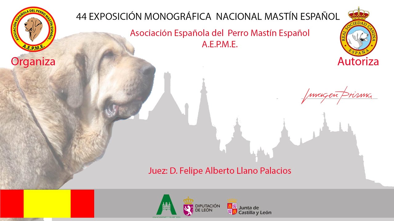44 Exposicion Monográfica Nacional Mastin Español 2025