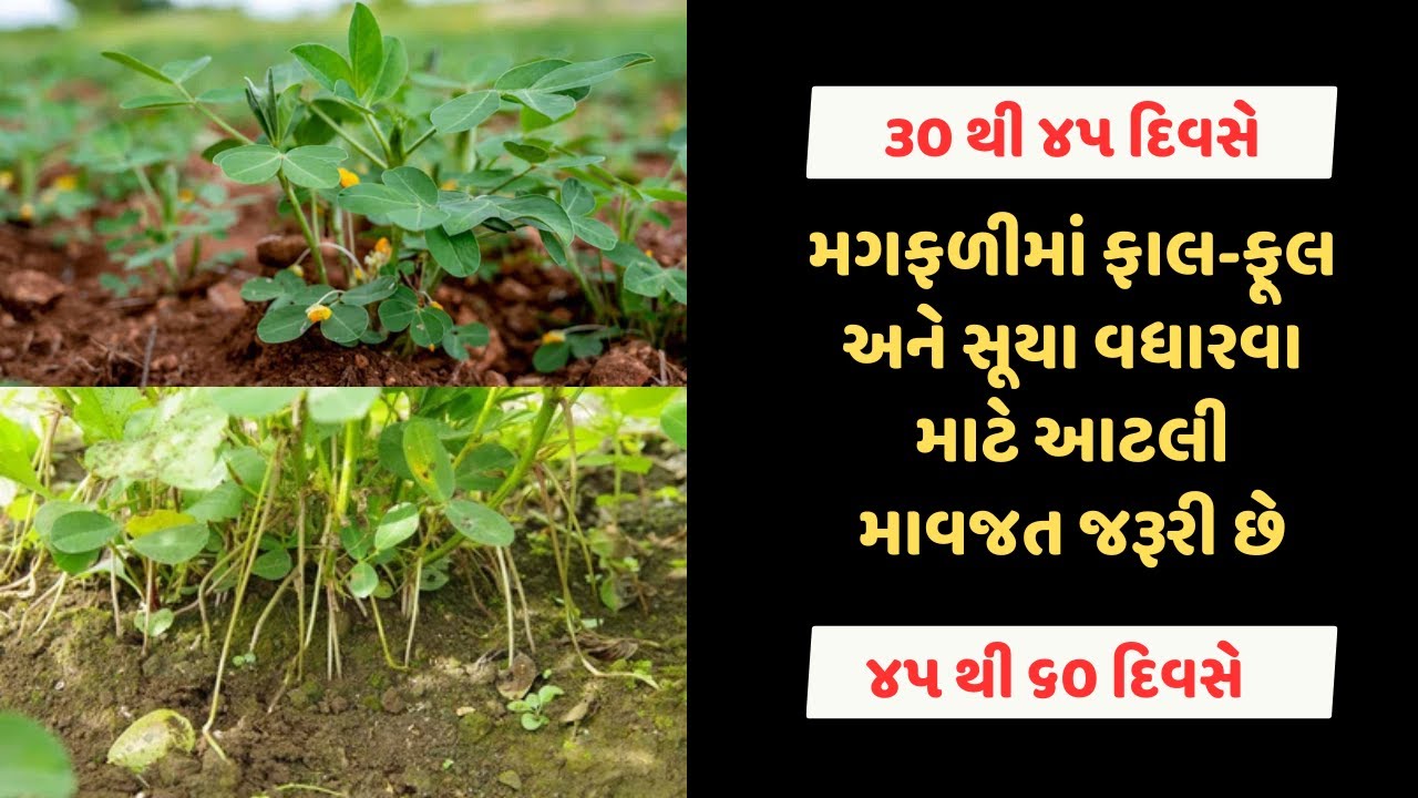 મગફળીમાં ફાલ-ફૂલ અને સૂયા વધારવા માટે આટલી માવજત જરૂરી છે | magfali | magfali ma khatar