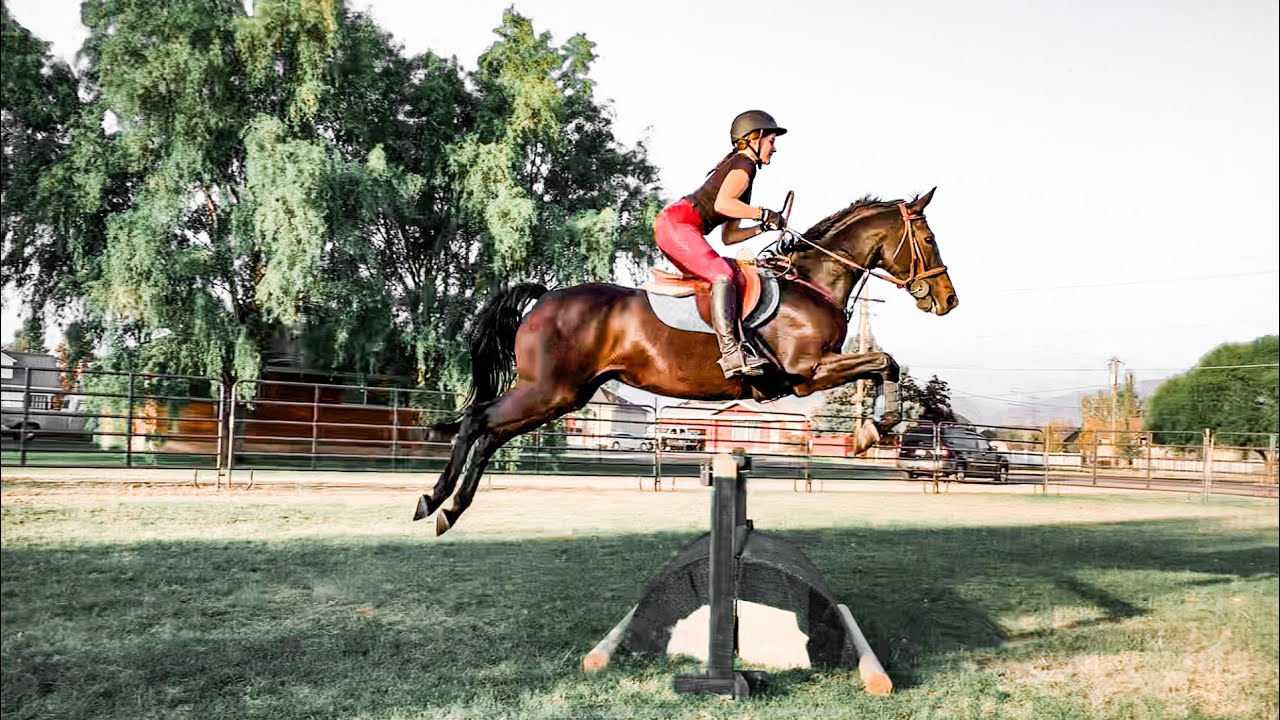 All the horses I tried in 5 different states