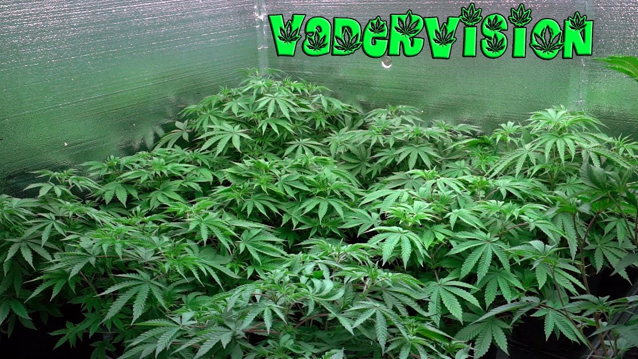 2018 Cali Legal Grow * Day 44 *  Grow Op check Up after Extended Absence