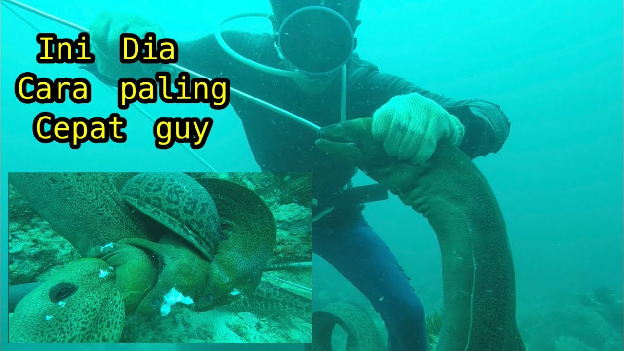 Cara paling cepat memanah belut Laut