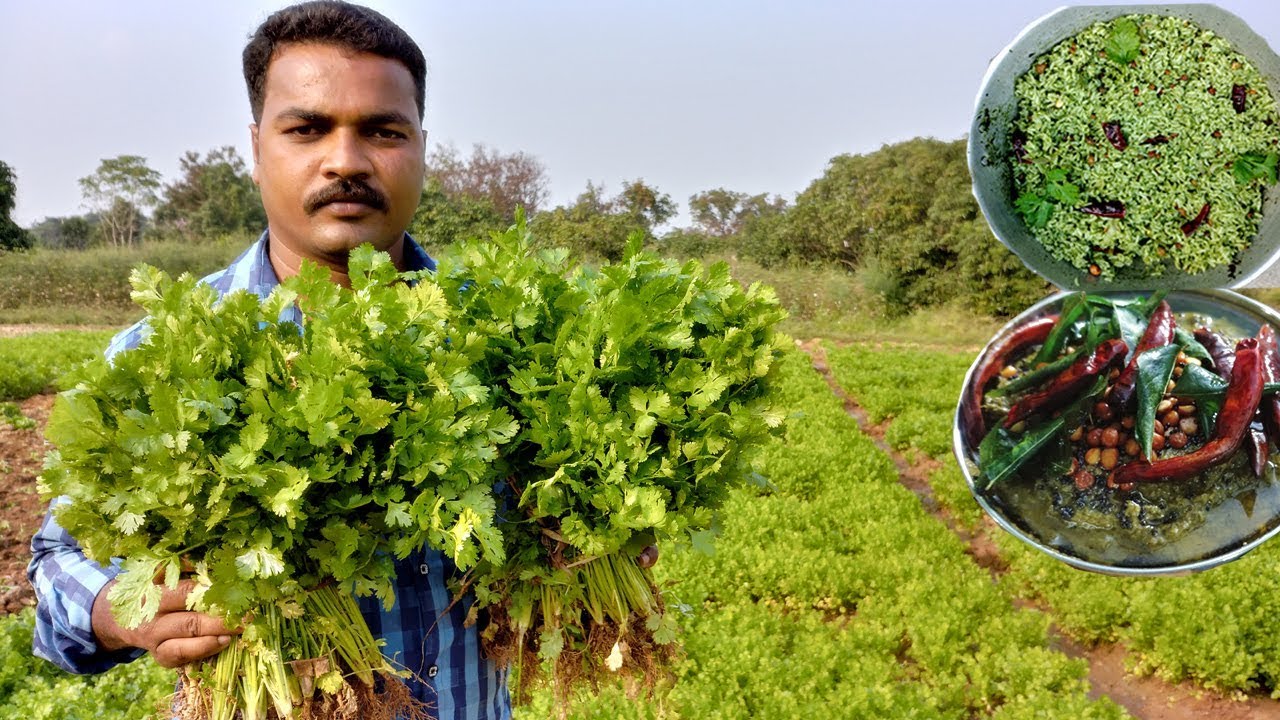 FARM FRESH Coriander Rice and chutney | Amazing Taste | VILLAGE FOOD