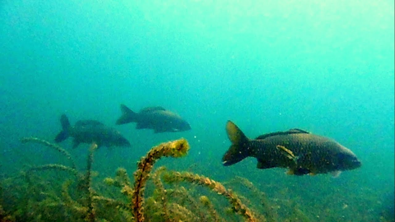 Snorkeling with the Carp