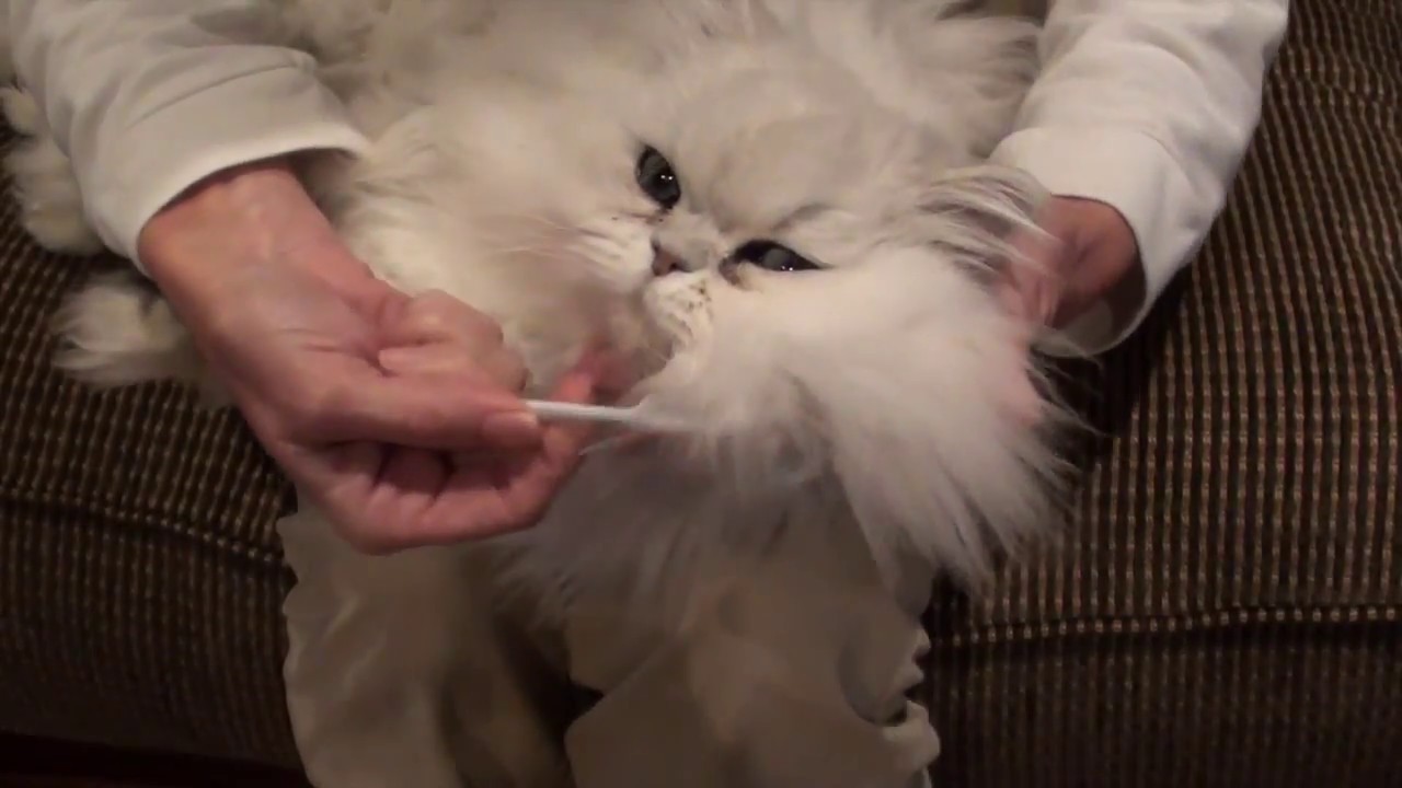 Cleaning Chinchilla Silver persian eyes  PLEASE CLICK THE CLOSED CAPTION 