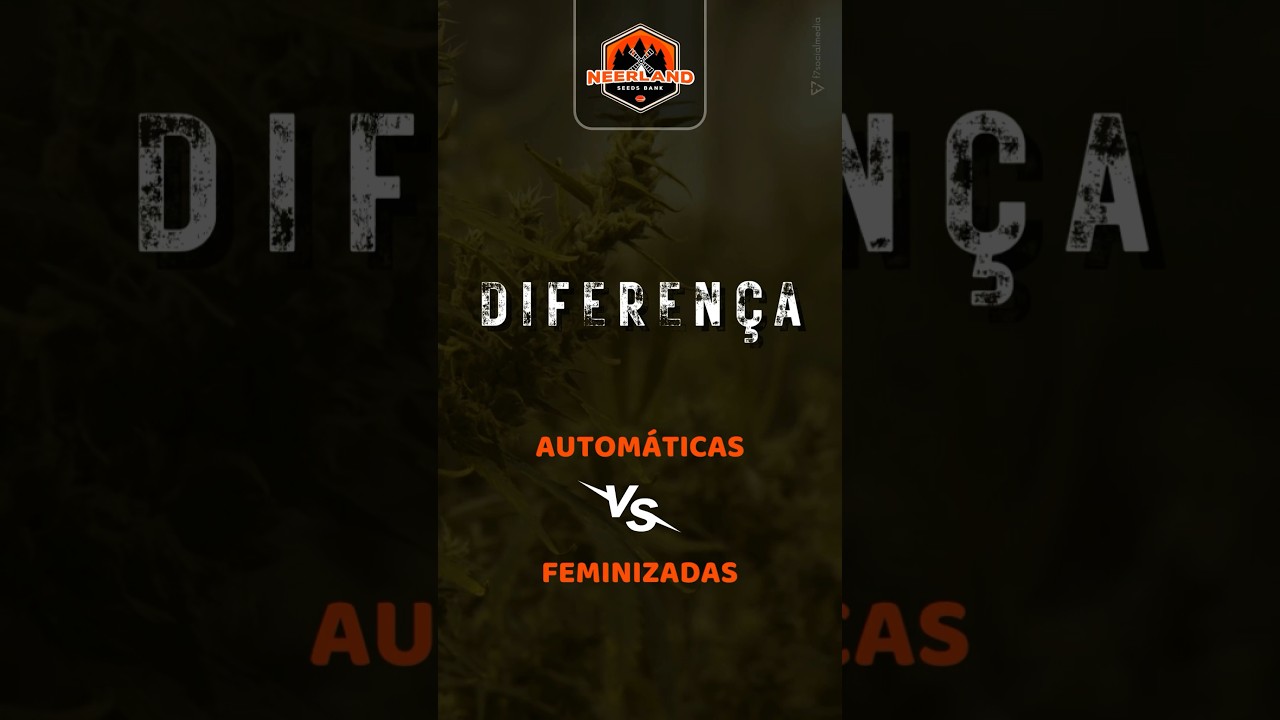 Diferen&ccedil;as sementes autom&aacute;ticas e feminizadas !