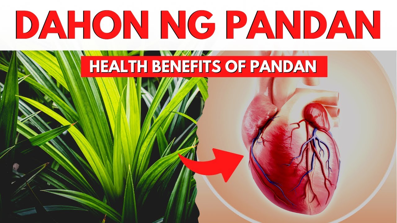 Grabe Pala Ang Benepisyo Ng Pandan | 18 Health Benefits Of Pandan Leaves