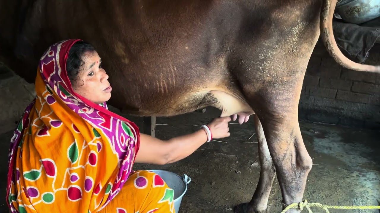 গ্রাম্য পদ্ধতিতে প্রথম থেকে শেষ পর্যন্ত বালতি বালতি গরুর দুধ দোয়ানো #yt #vlog #villagelife #animals