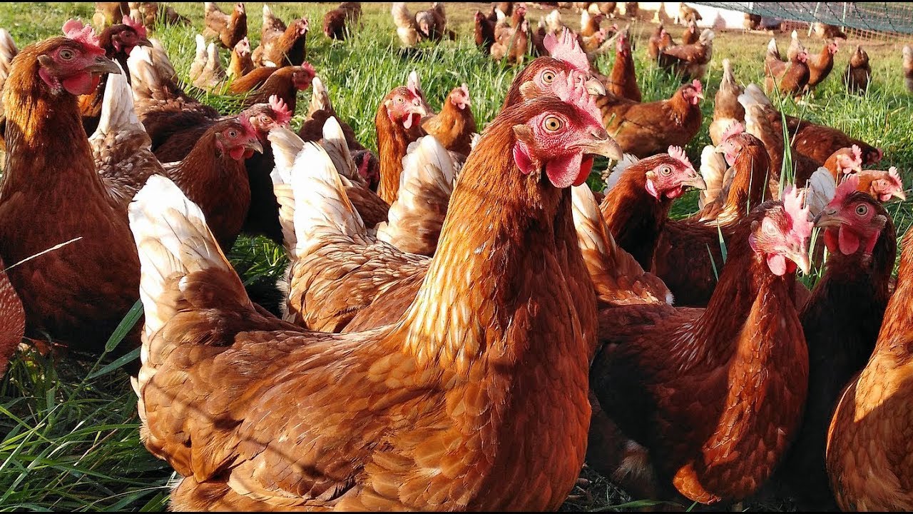NUTRIȚIA GAINILOR OUĂTOARE