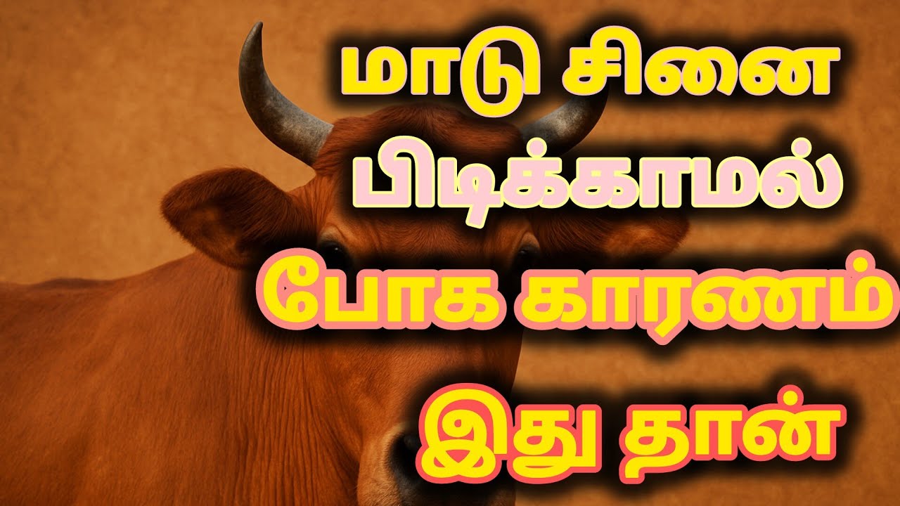 மாடு சினை பிடிக்காமல் இருந்தால் என்ன செய்ய வேண்டும்? காரணம் & சரியான சிகிச்சை! | Cattle Farming Tips