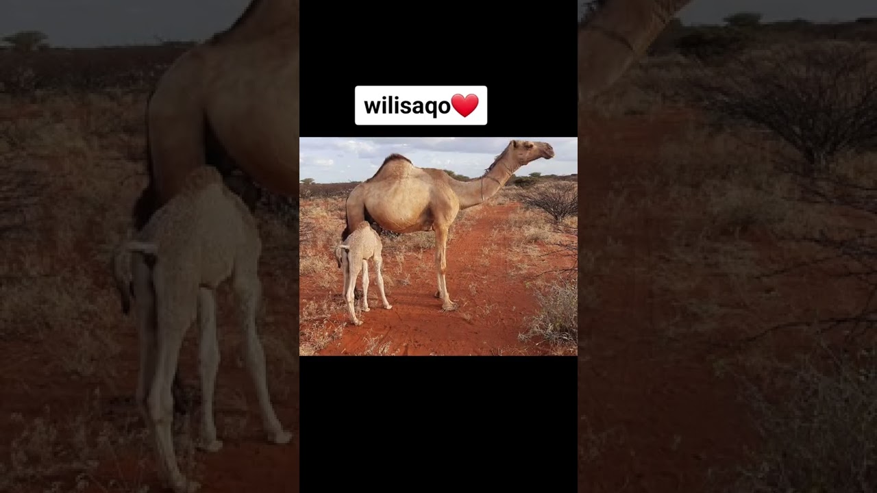 wilisaqo galgaduud Lanshin liban handharuur