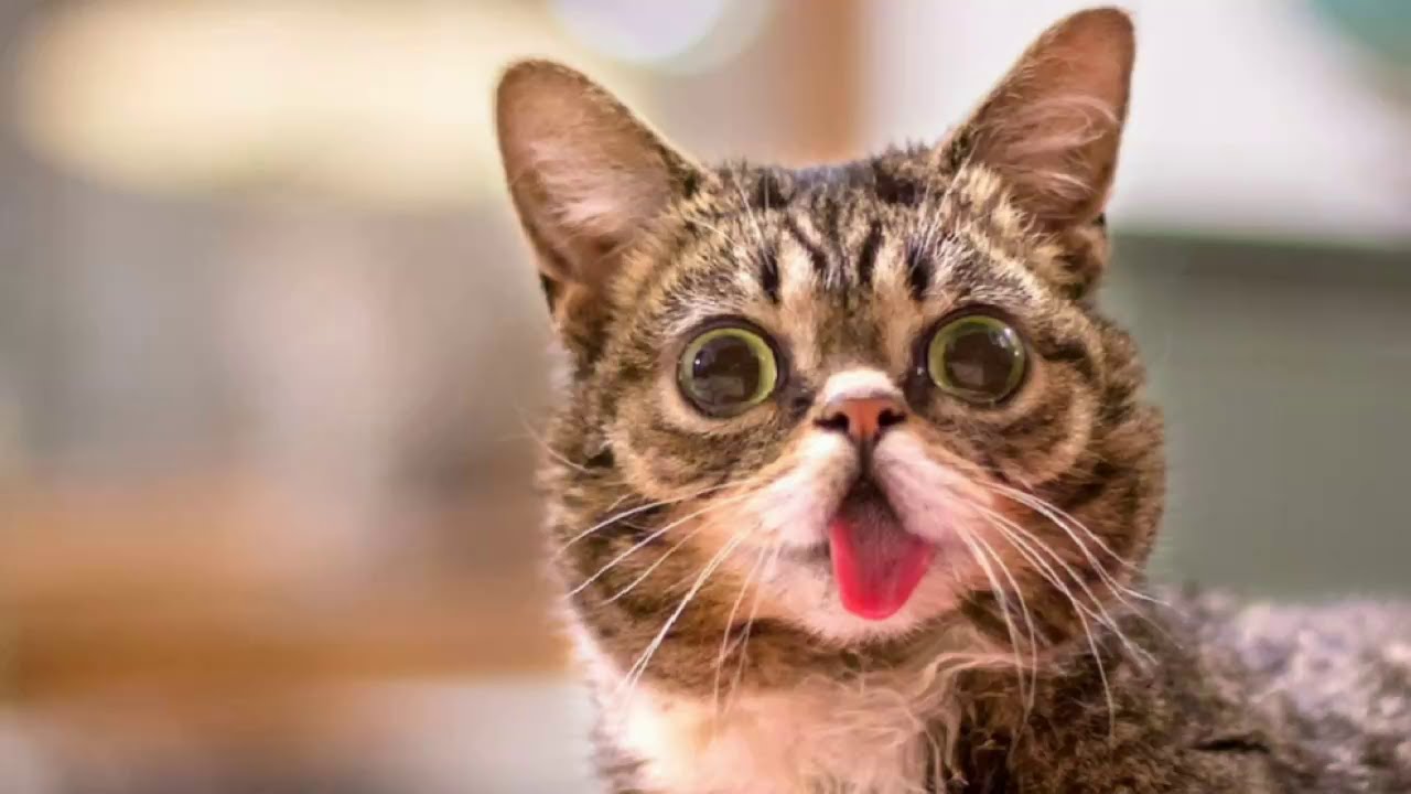 Top 10 Most Famous Cats In The World