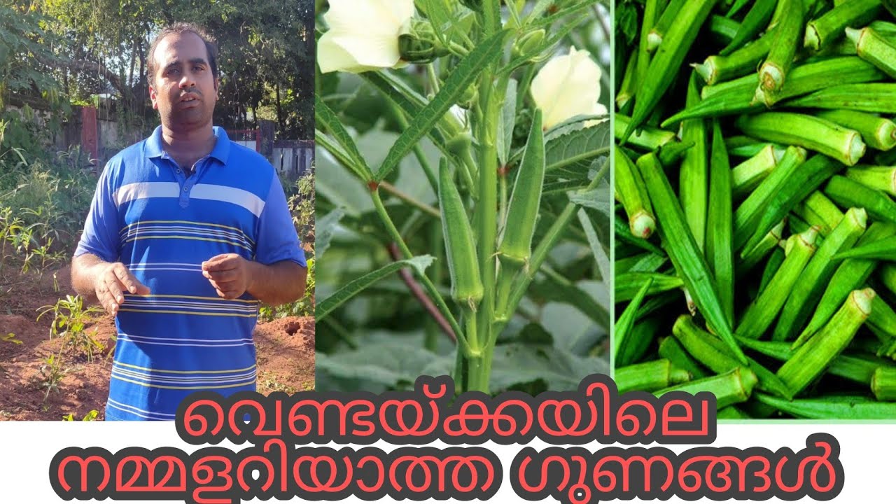 എളുപ്പത്തിൽ കൃഷി ചെയ്യാവുന്ന പച്ചക്കറി/വെണ്ടയ്ക്ക/dr unnikrishnan/