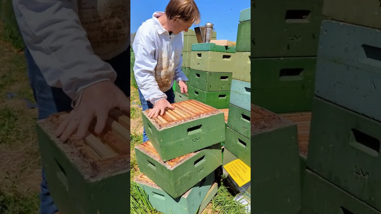 Bienen im Raps 01.05.2025