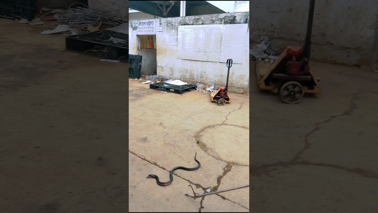 Speactical Cobra Venomous snakes #cobra #youtubeshorts #shorts #viral #trending