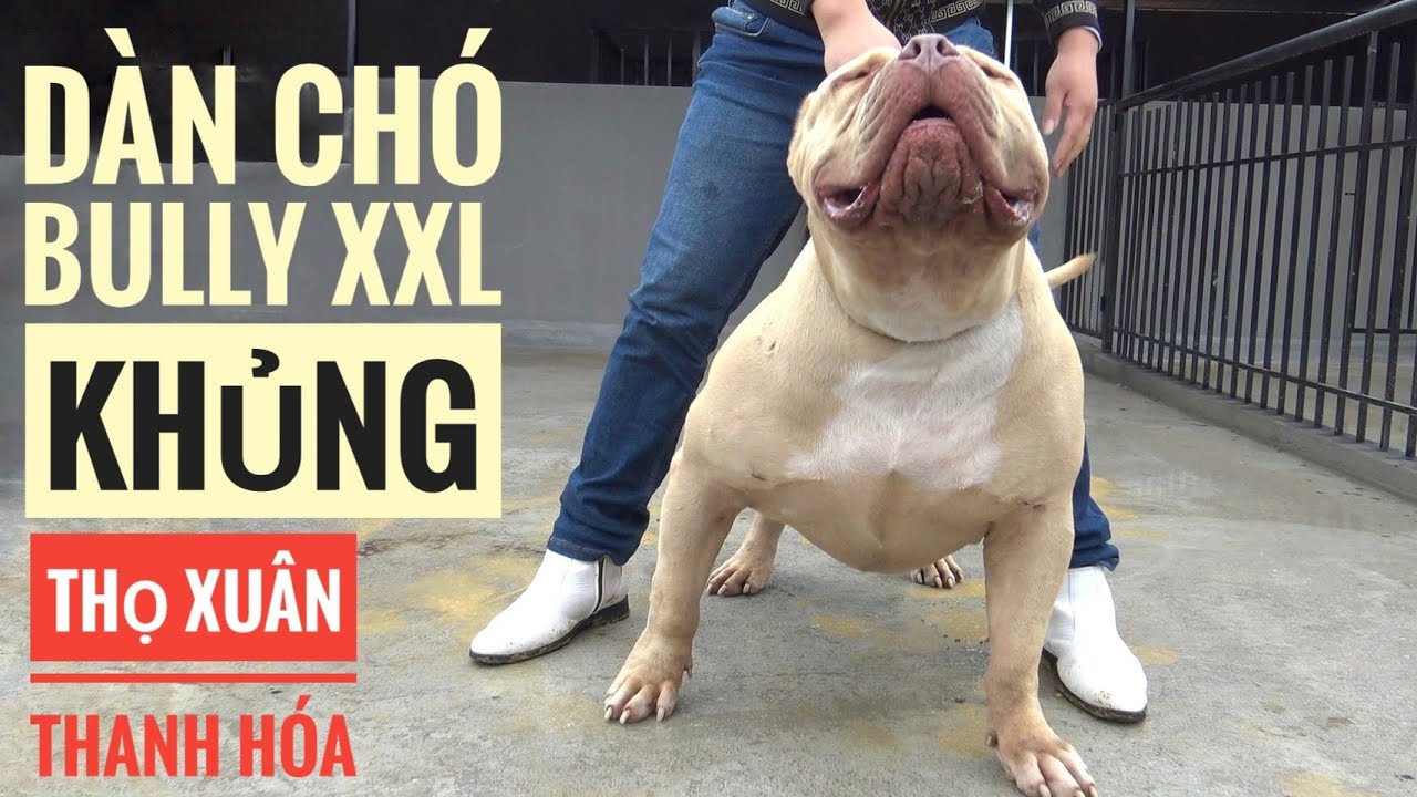 P3: Nhập BULLY từ BRAZIL quá Kỳ Công & Tốn Kém / Trại Chó Bully XXL Red Lion Thanh Hóa.