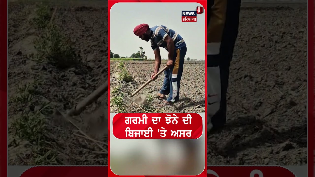 Sangrur News | ਗਰਮੀ ਦਾ ਝੋਨੇ ਦੀ ਬਿਜਾਈ 'ਤੇ ਅਸਰ  #Shorts | N18S