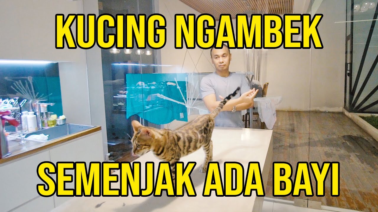 KUCING NGAMBEK SEMENJAK ADA BAYI 😅