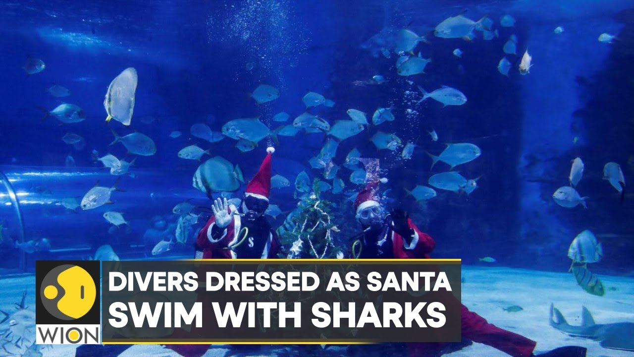 WION Climate Tracker: Divers dressed as Santa swim with sharks and exotic fish at Budapest aquarium