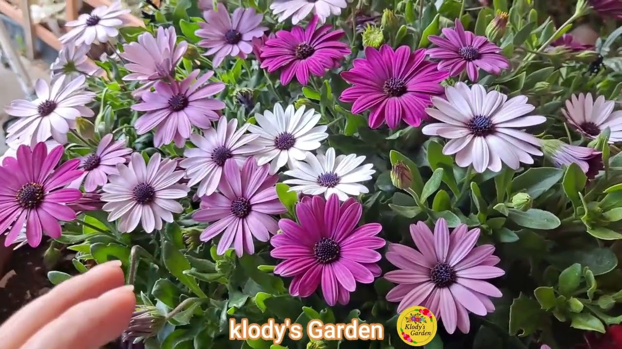 DAISY,  PLANTA  Llena de muchas FLORES y muy FACIL CUIDADO | JARDIN con MUCHAS FLORES