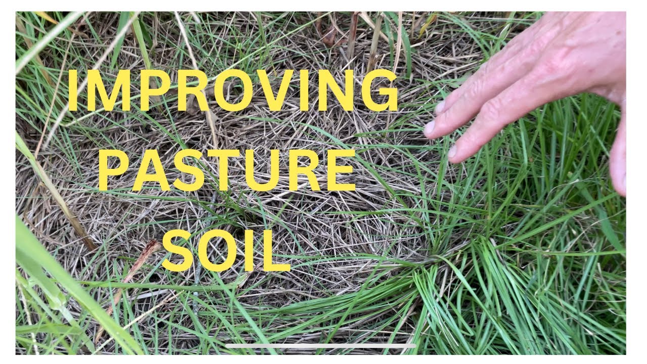 Improving Pastures with Biomass the Easy Way          #pasture