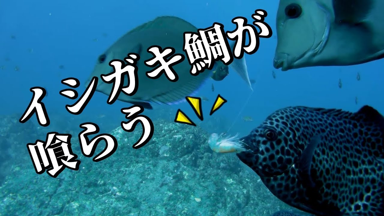 水中映像 in 潮岬の磯