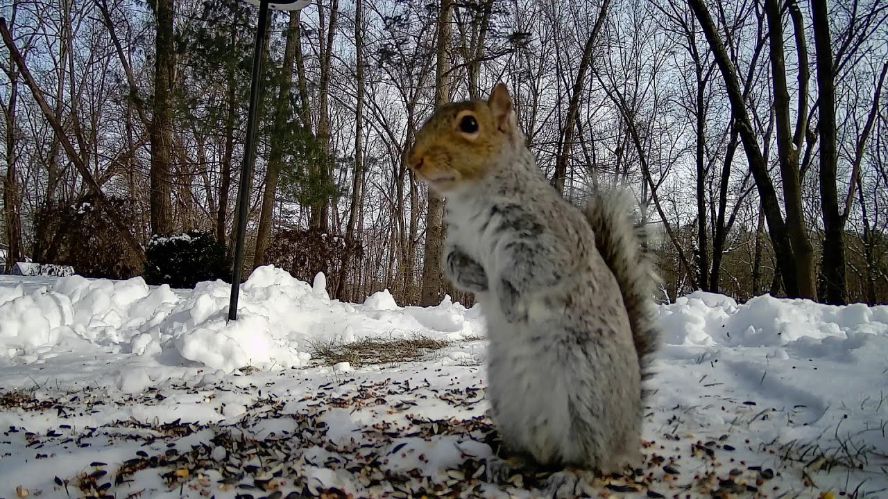 Squirrels and Buds enjoying the snow?