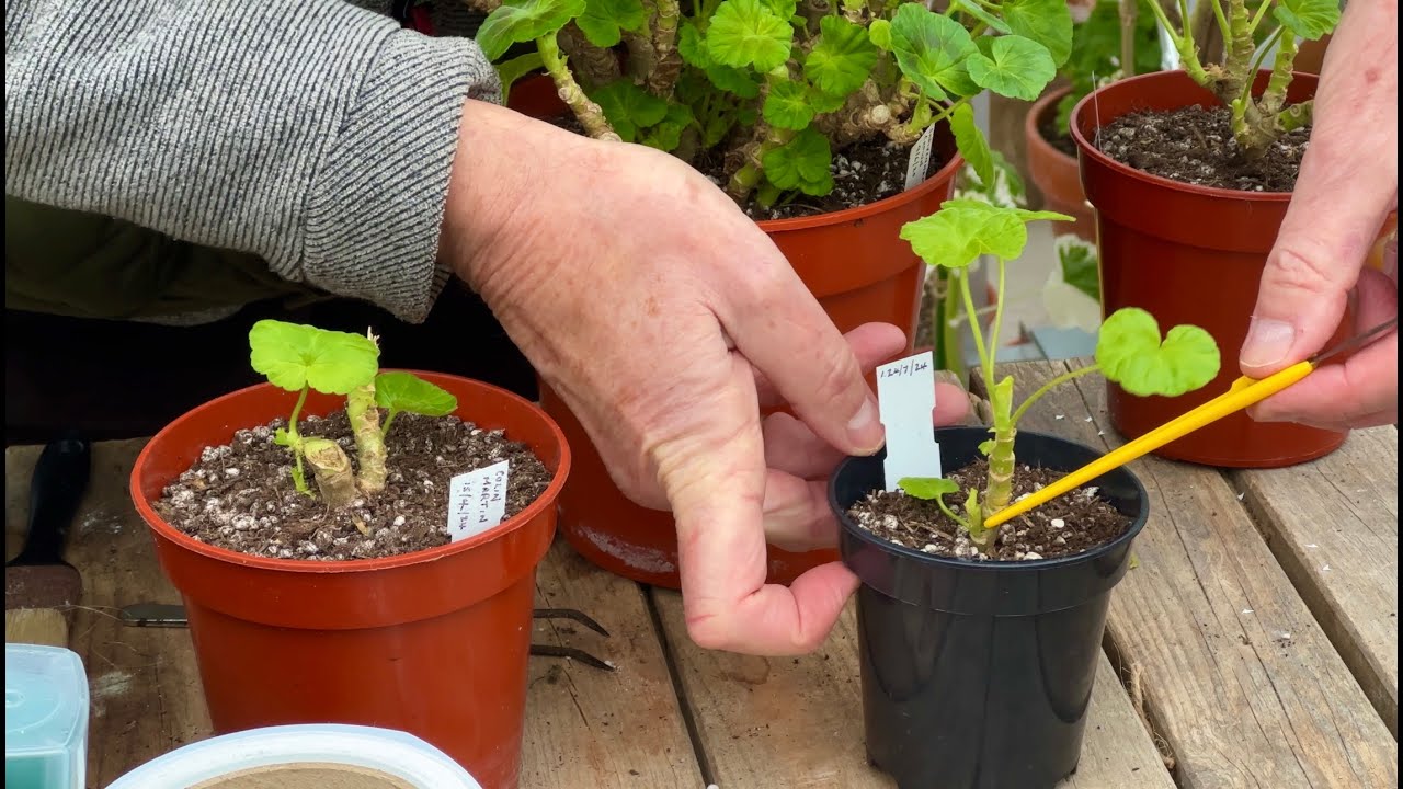 Basic Winter Management for Pelargoniums - High or Low Maintenance?