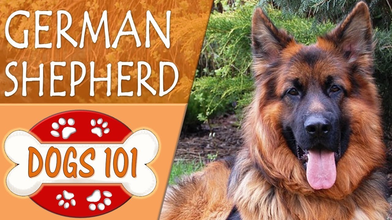 Dogs 101 - GERMAN SHEPHERD - Top Dog Facts About the GERMAN SHEPHERD