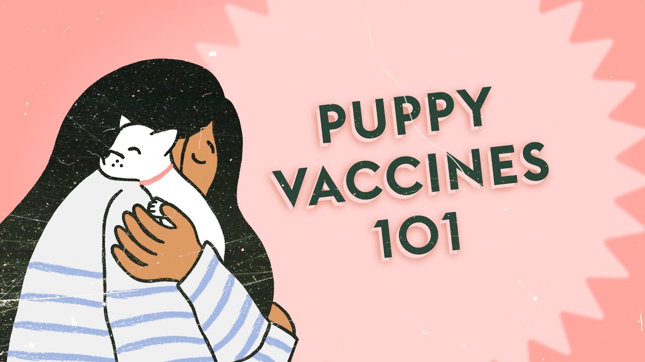 What's the Deal with Puppy Vaccines? &middot; Vet Tips