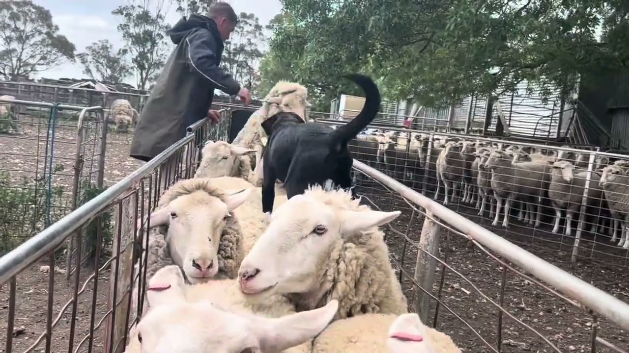 GOGETTA REHAB Lot 17 AuctionsPlus
