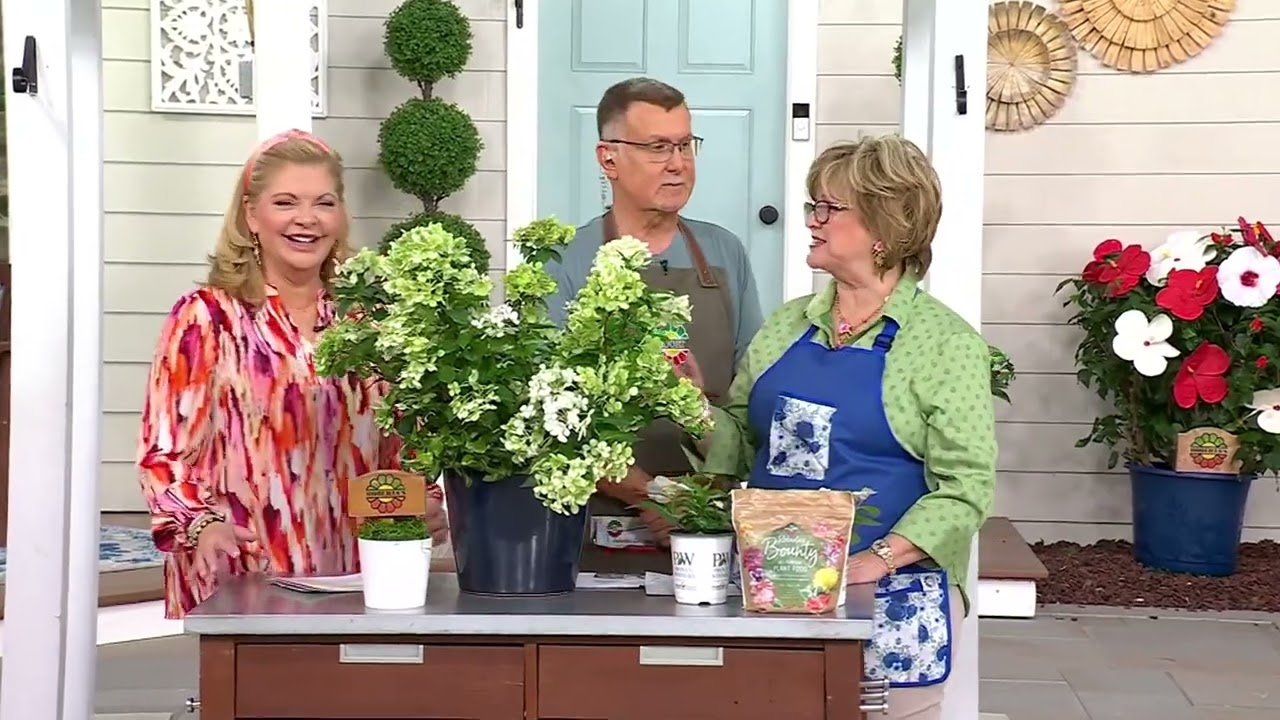 Ships 5/6/24 Roberta's 1pc Proven Winners Fairytrail Bride Hydrangea on QVC