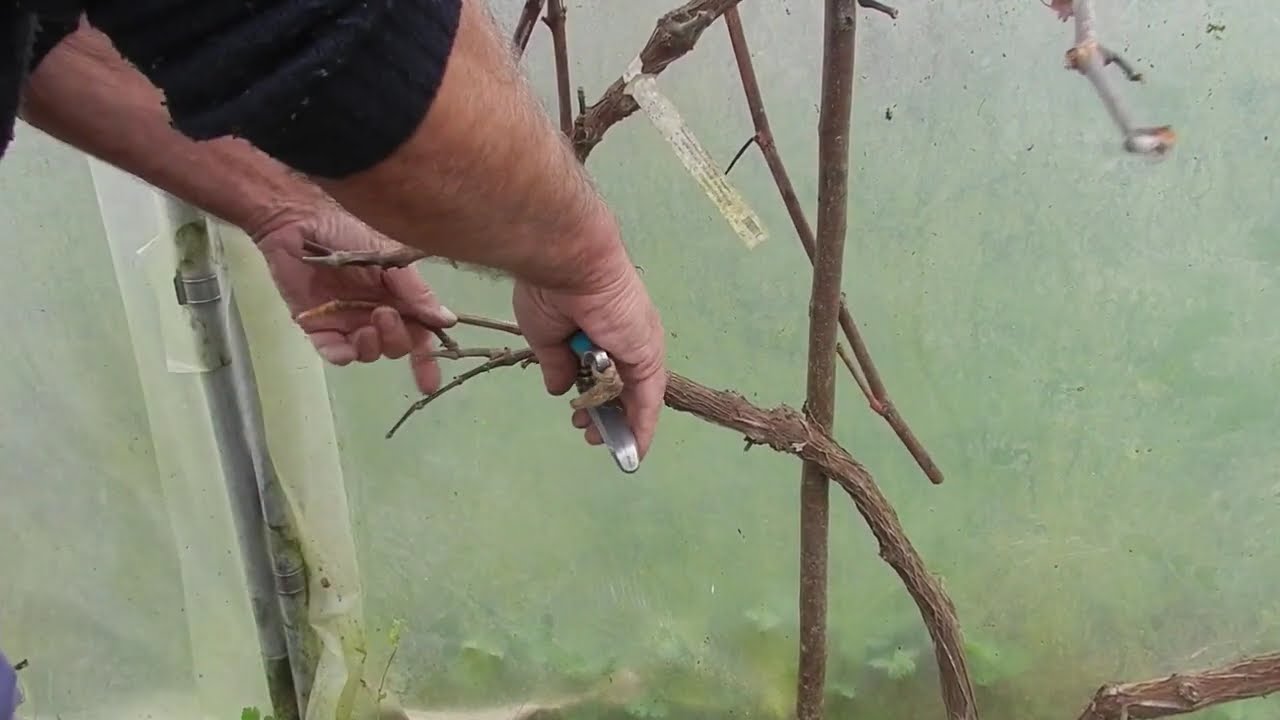 Taille de la vigne Raisin de table en serre le 7 décembre bouture de sarment Muscat de Hambourg