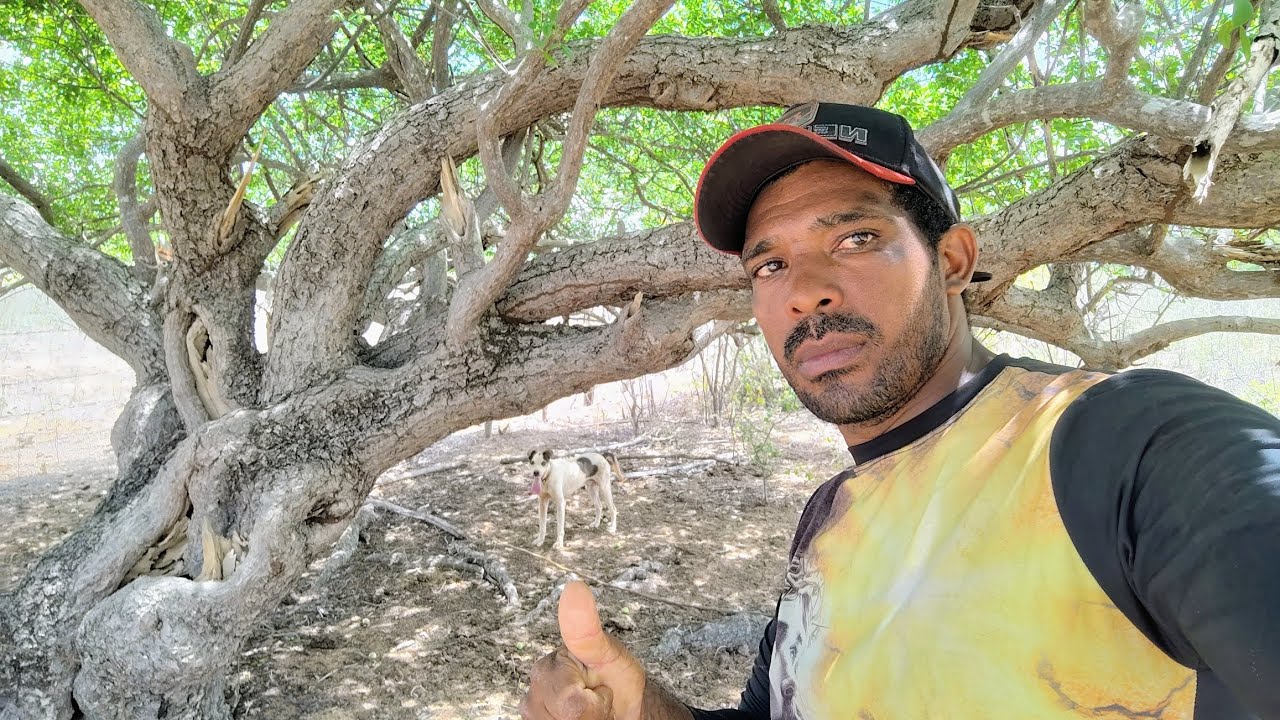 Vídeo de hoje mostrando a paisagem do sertão 🫒🌵🌵