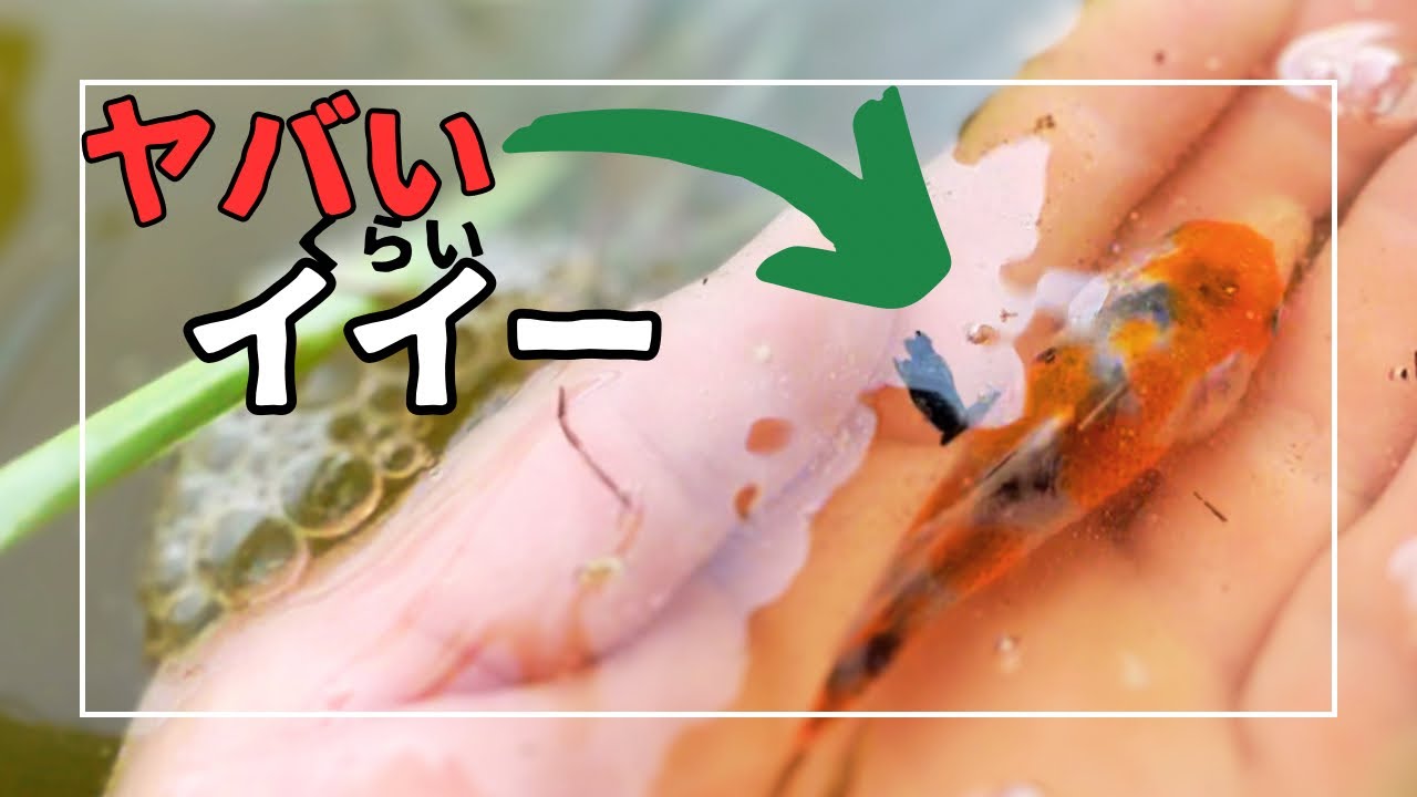 いいの発見！大正三色2023年産#錦鯉 #koifish #koi