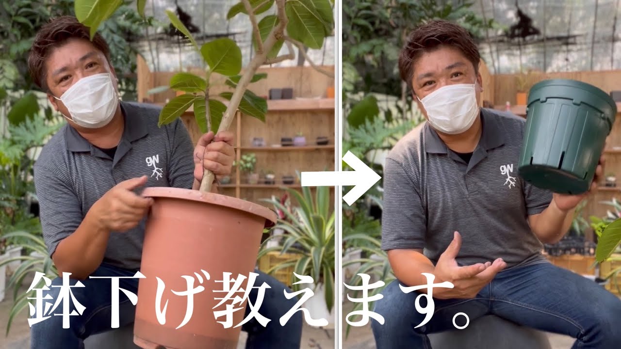 鉢下げのメリットとやり方。水管理方法