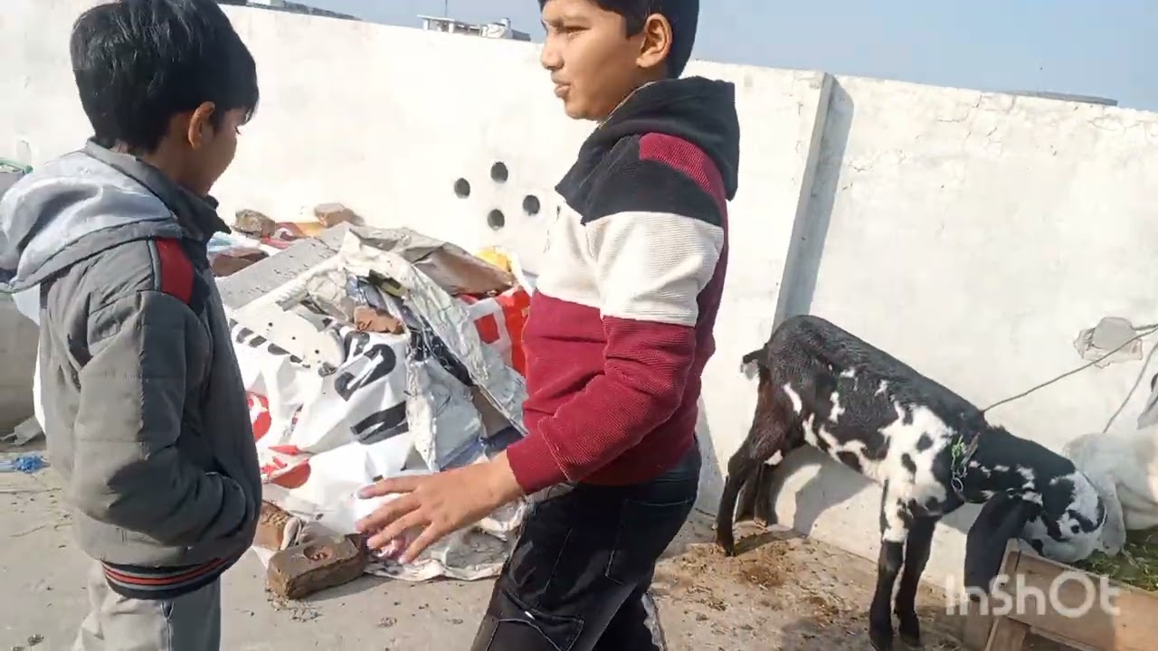 Czn ko vlog ma la Lia 🙂🙂New aseel murgi la ay