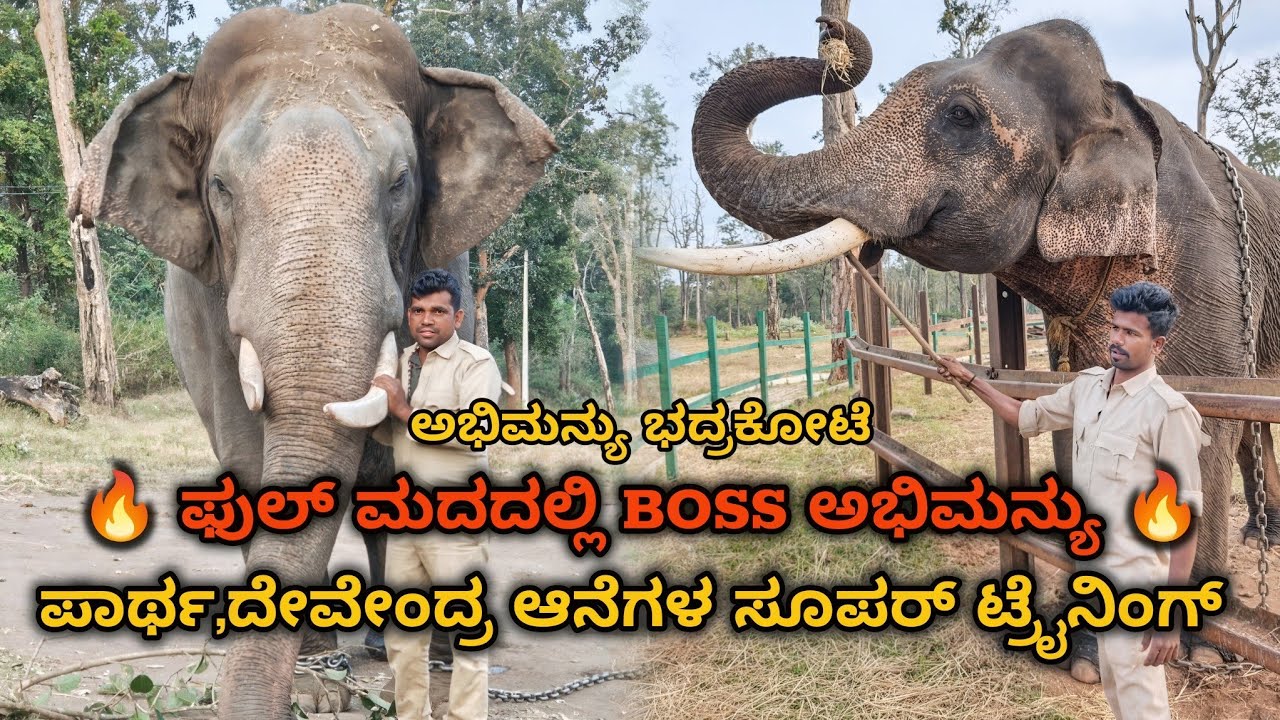 ಏಷ್ಯಾದ ನಂ.1ಕುಮ್ಕಿ ಆನೆ – ಅಭಿಮನ್ಯು 👑 ದೇವೇಂದ್ರನ ಸೂಪರ್ ಟ್ರೈನಿಂಗ್ ನೋಡಿ 💥ಗಂಭೀರ ಗರ್ಜನೆಯೊಂದಿಗೆ ಅಭಿಮನ್ಯು 🔥