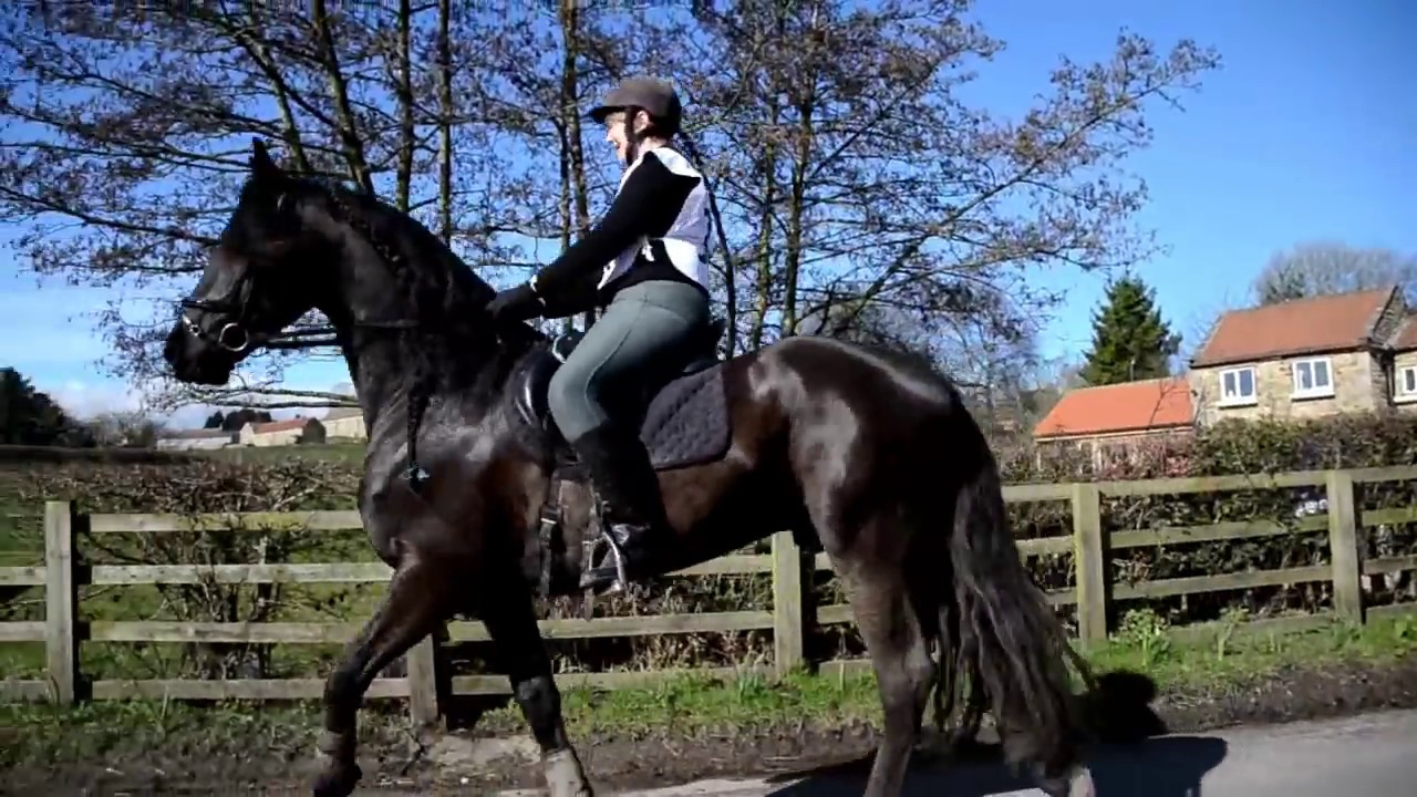 Hot Friesian Horse at Lightwater Valley, nearly shakes me off