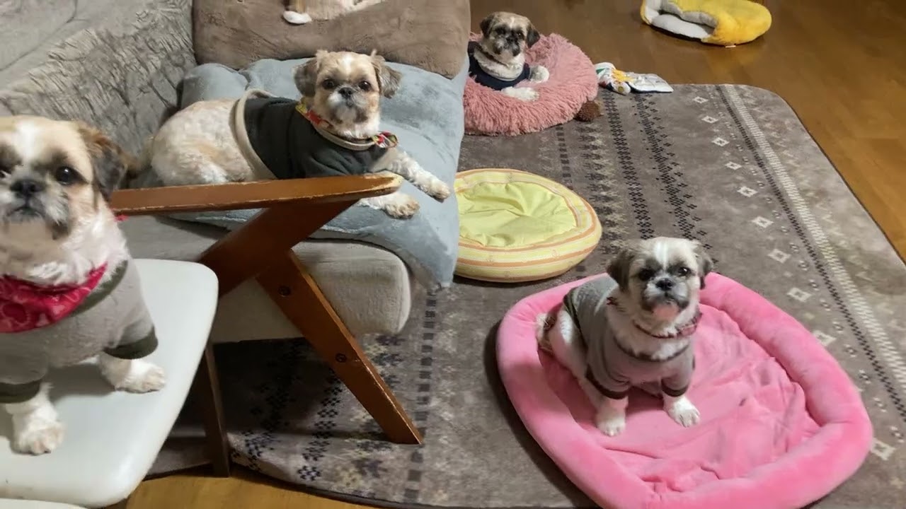 ブラッシングタイム✨今日はらんちゃん🐶#シーズー大好き部 #シーズー #癒し #犬のいる生活 #可愛い #いぬ #cute #カラカラ 