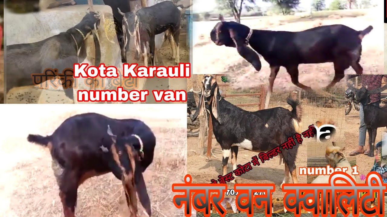 YouTube channel Kota Karauli 👌 Gulabi nasl वीडियो को एंड तक देखना 10 लाख की बकरी नंबर वन वीडियो 👍❤️