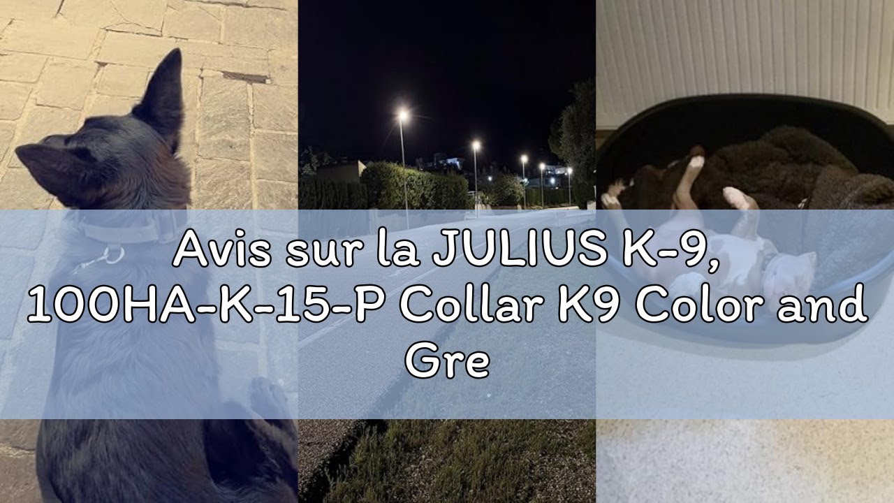 Avis sur la JULIUS K-9, 100HA-K-15-P Collar K9 Color and Grey with Handle, Safety Lock and Logo, 40m