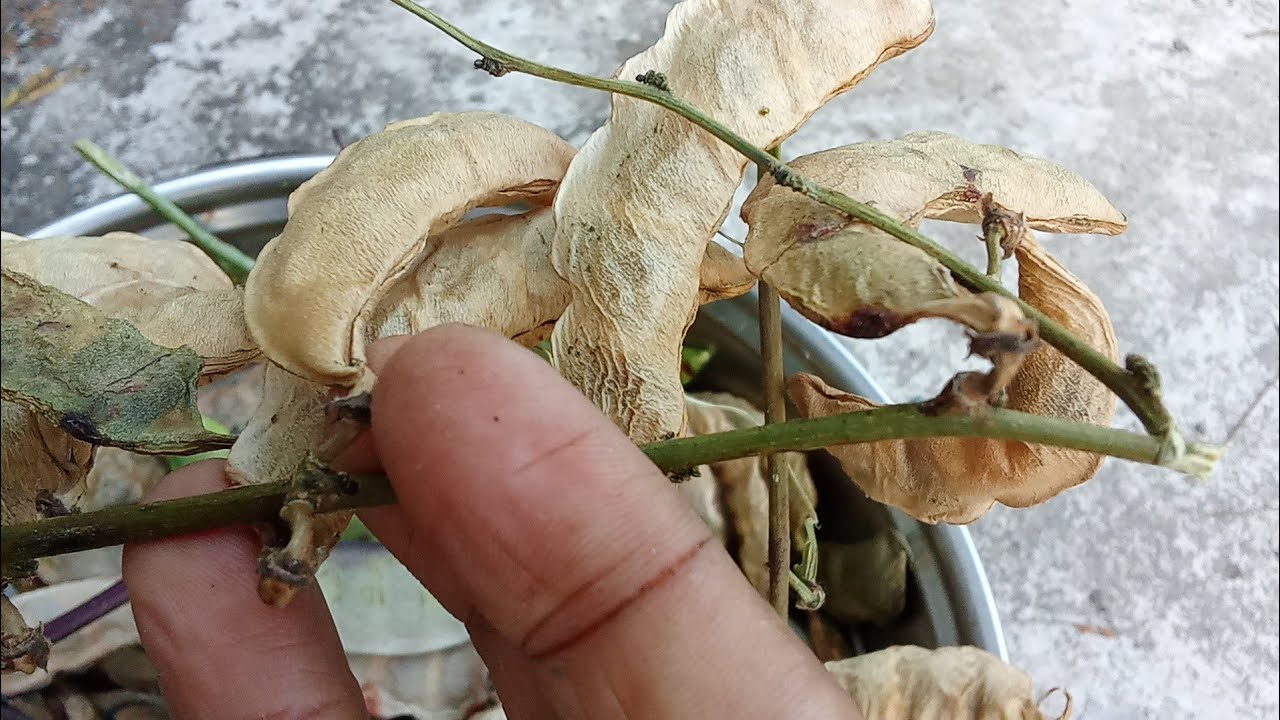 ছাদের শুকনা শিম তুলি আগামী বছরের গাছ লাগানোর জন্য 🫛🌿