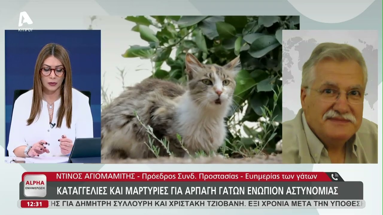 Αρπαγές γατιών: εγχώριο το πρόβλημα , καμία σχέση με υιοθεσίες | AlphaNews Live