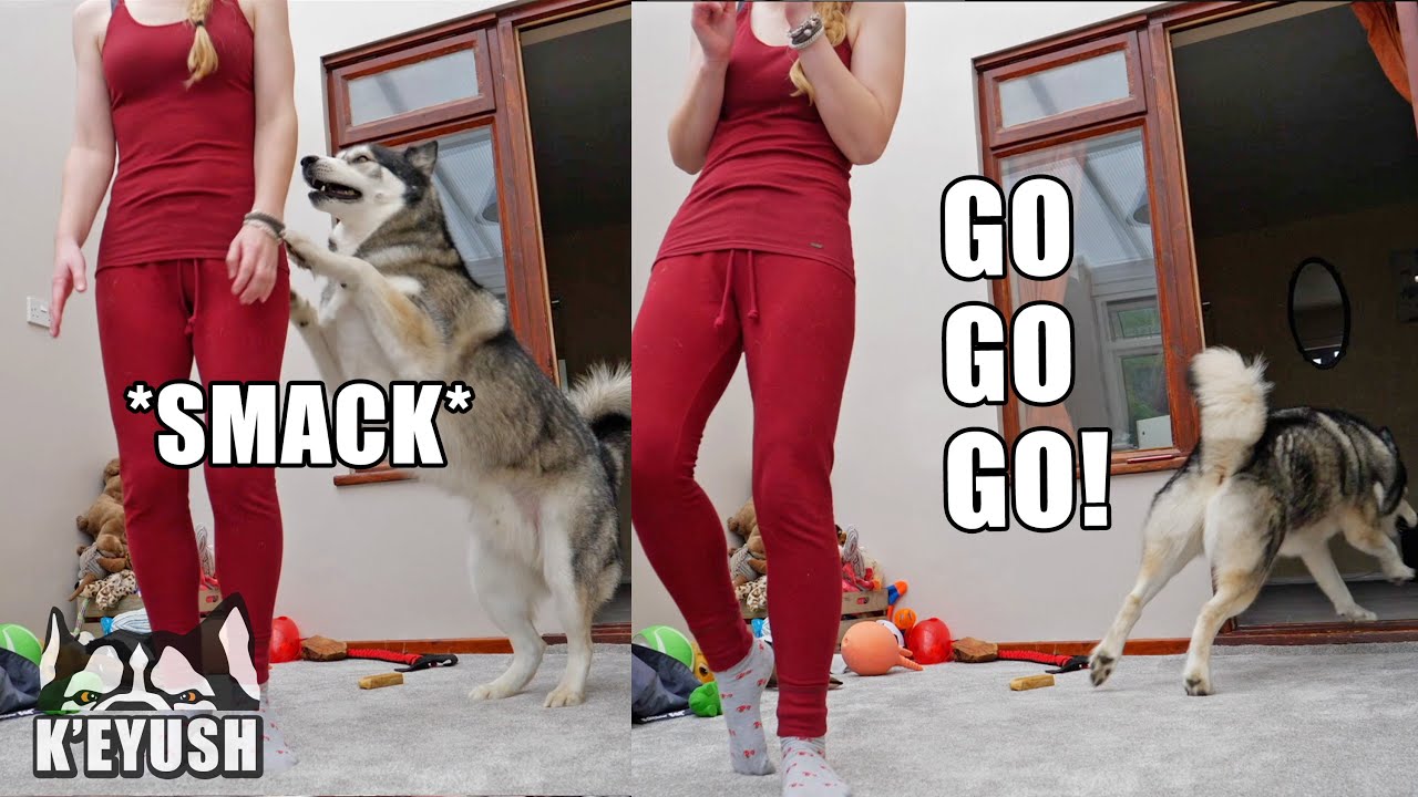My Husky Smacks Me And Runs Off Laughing!