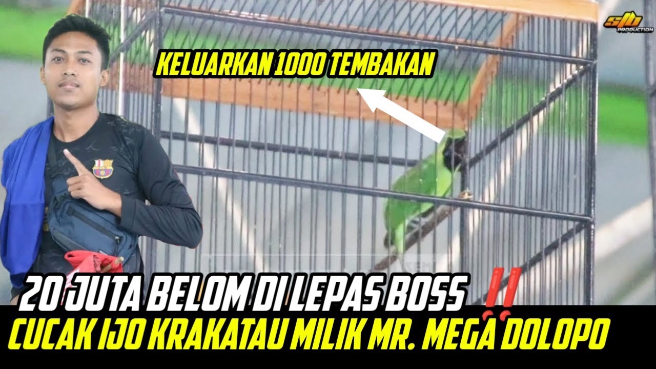 BOSS BESAR WAJIB DAPATKAN BURUNG INI ‼️ HYPER SADIS CUCAK IJO KRAKATAU 🔥